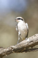 Lesser Grey Shrike